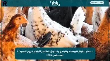 أسعار الفراخ البيضاء والبلدي بأسواق الأقصر تتراجع اليوم السبت 2 أغسطس 2025